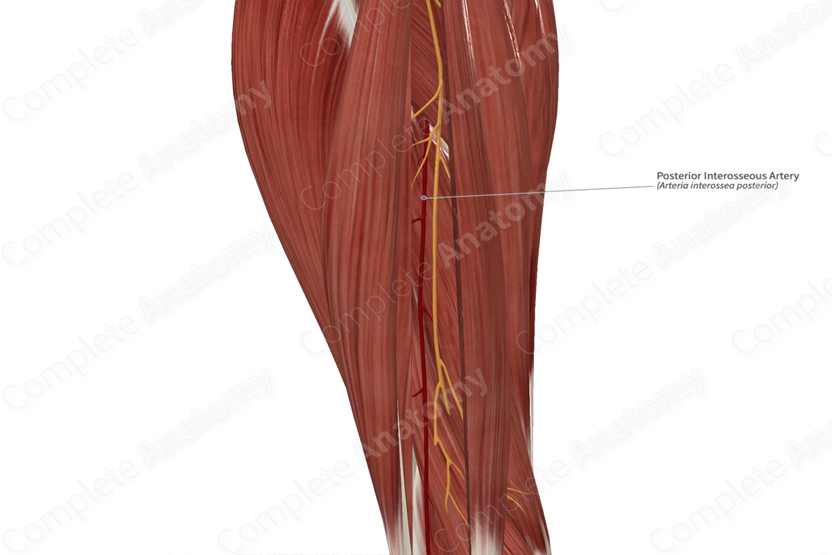 Posterior Interosseous Artery 