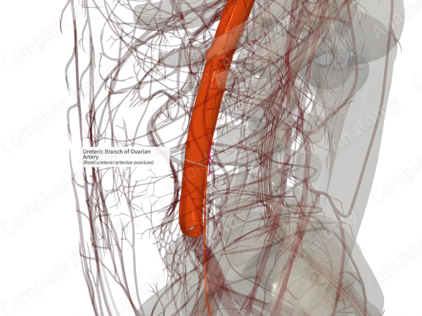 Ureteric Branch of Ovarian Artery (Right)