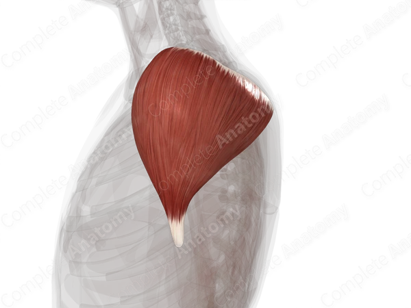 Deltoid Muscle (Left)