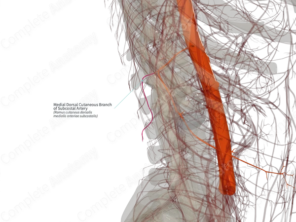 Medial Dorsal Cutaneous Branch of Subcostal Artery (Left)