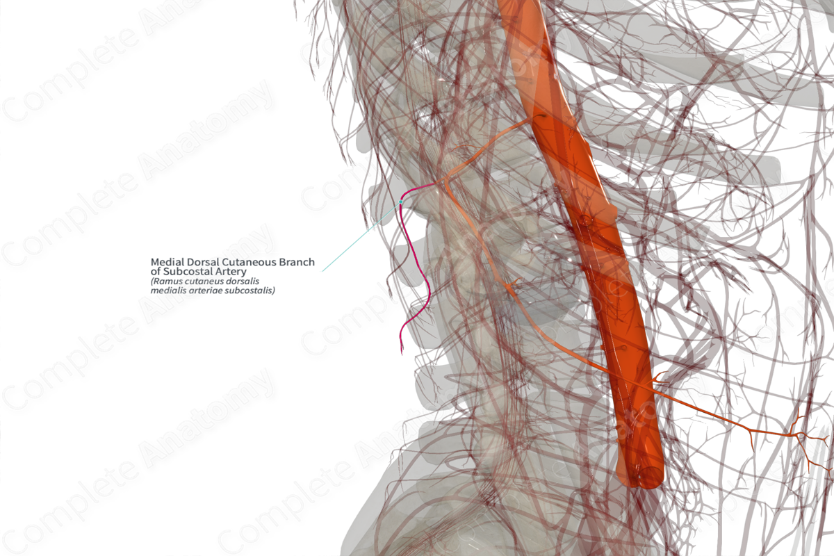 Medial Dorsal Cutaneous Branch of Subcostal Artery (Left)