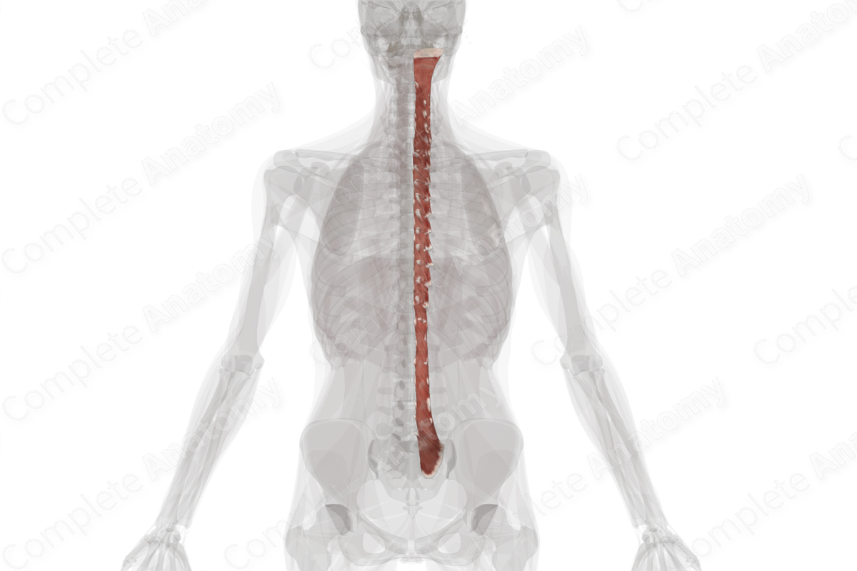 Transversospinal Muscles (Left)