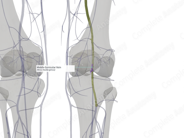 Middle Genicular Vein (Right)