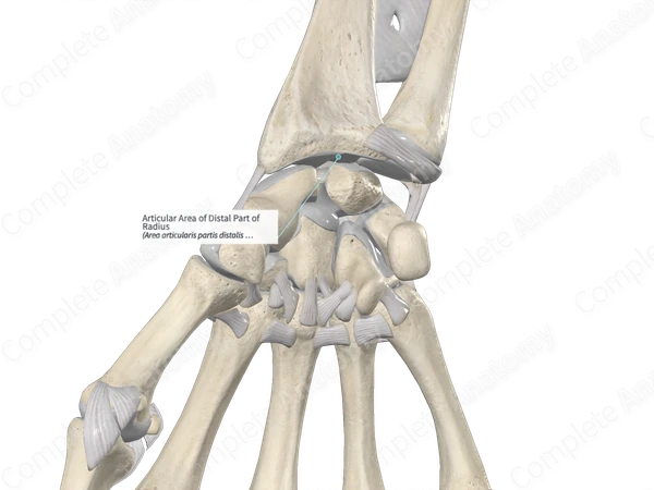 Articular Area of Distal Part of Radius