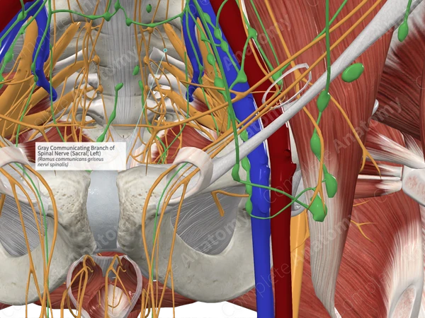 Gray Communicating Branch of Spinal Nerve (Sacral; Left)