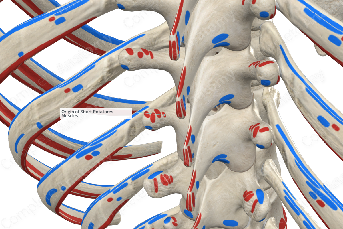 Origin of Short Rotatores Muscles