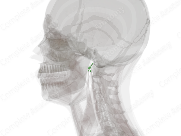 Deep Parotid Nodes (Left)