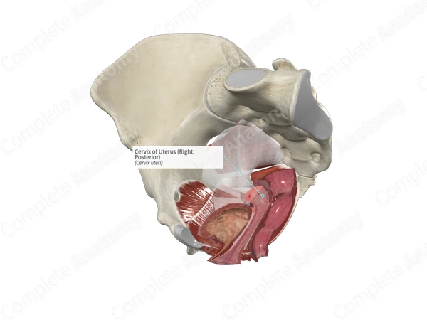 Cervix of Uterus (Right; Posterior)