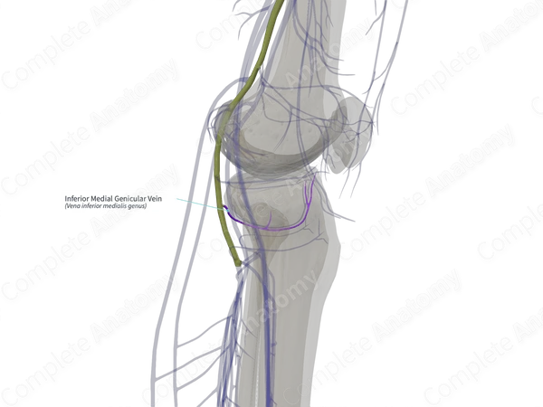 Inferior Medial Genicular Vein (Right)