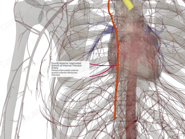 Fourth Anterior Intercostal Branch of Internal Thoracic Artery (Right)
