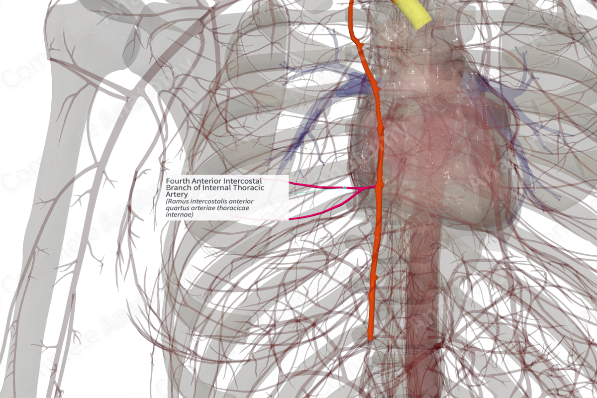 Fourth Anterior Intercostal Branch of Internal Thoracic Artery (Right)