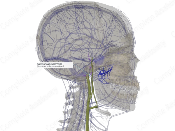 Anterior Auricular Veins (Left)
