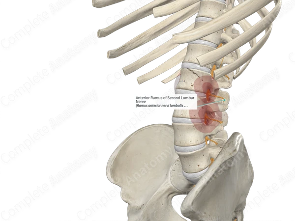 Anterior Ramus of Second Lumbar Nerve