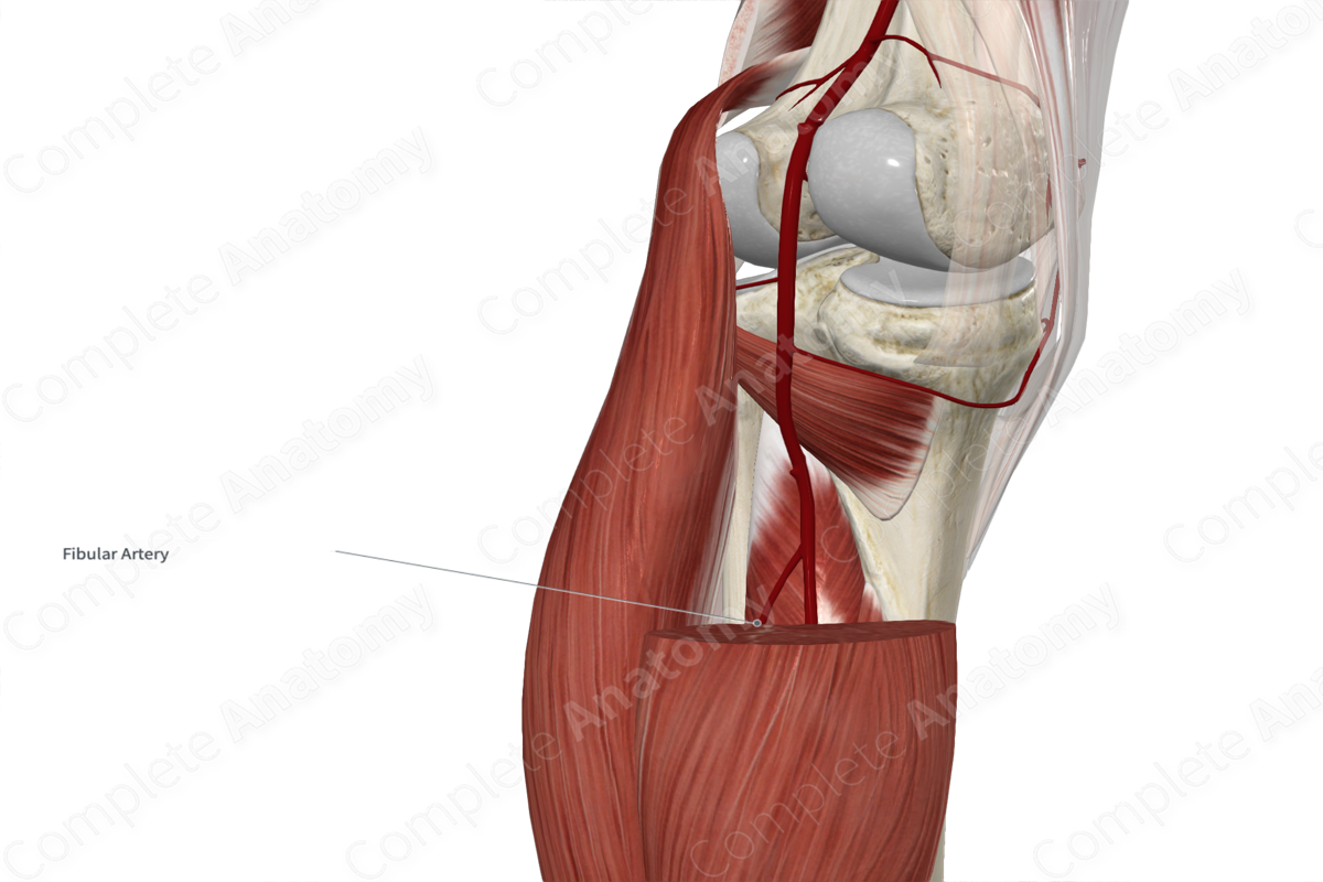 Fibular Artery 
