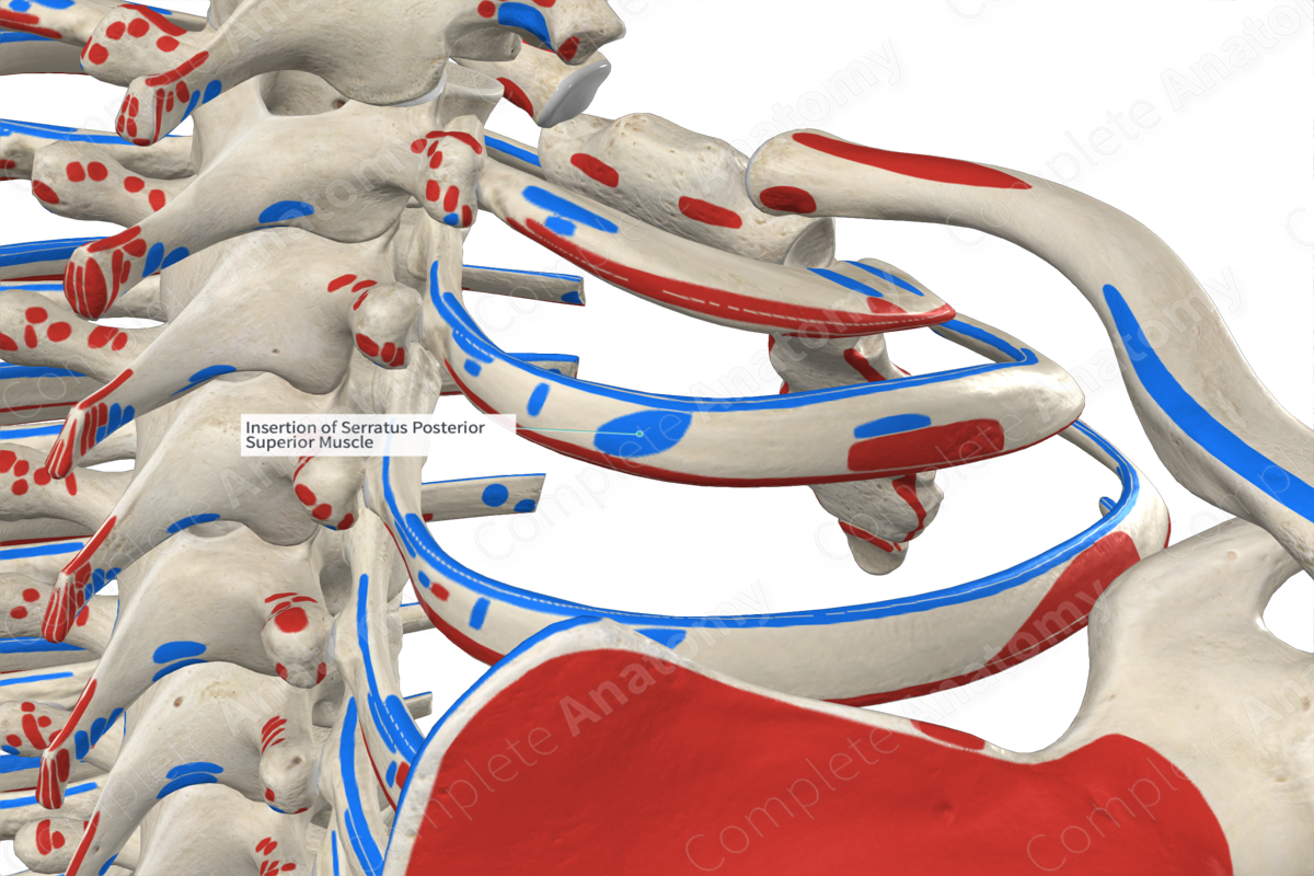 Insertion of Serratus Posterior Superior Muscle