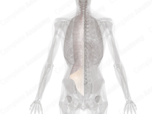 Thoracolumbar Fascia (Left)