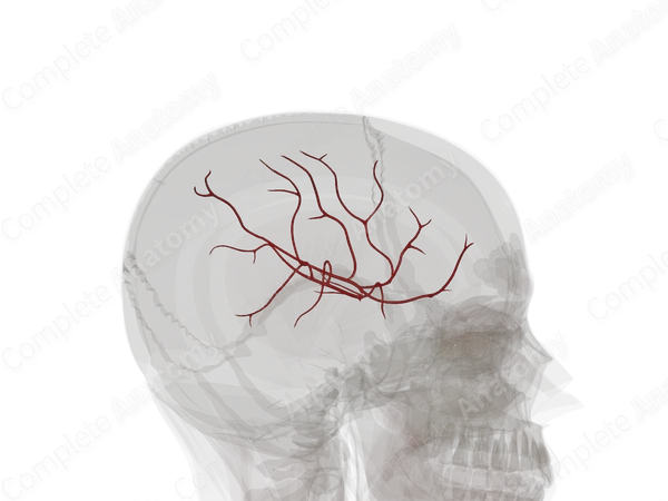 Branches of Middle Cerebral Artery (Left)