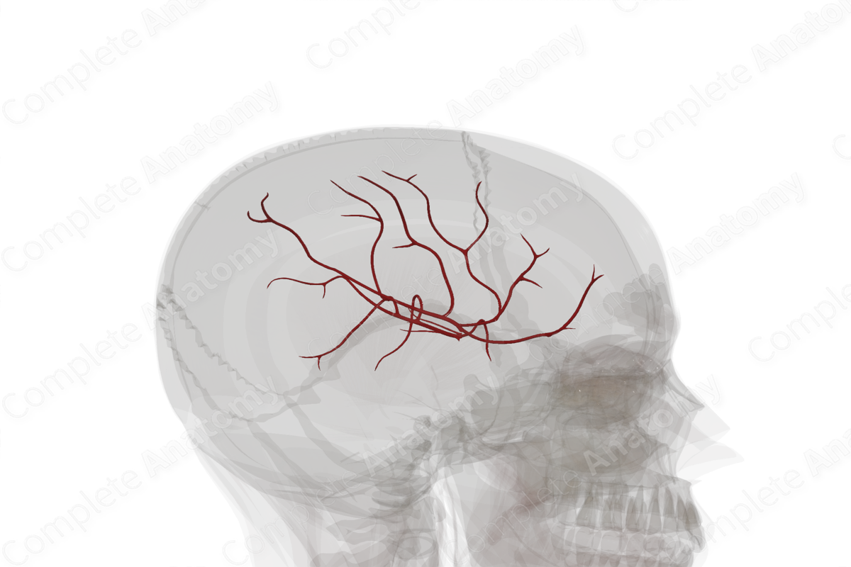 Branches of Middle Cerebral Artery (Left)