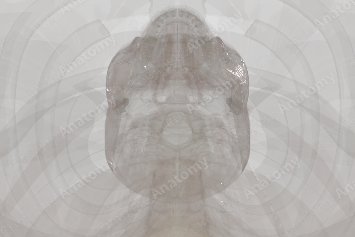 Deep Fascia of Head