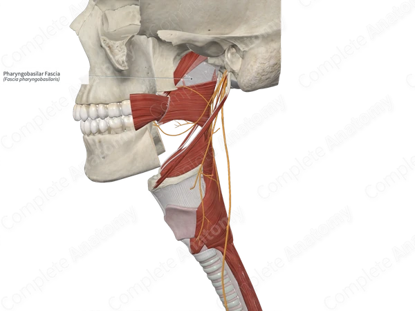 Pharyngobasilar Fascia