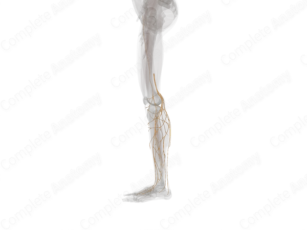 Nerves of Knee & Leg (Left)