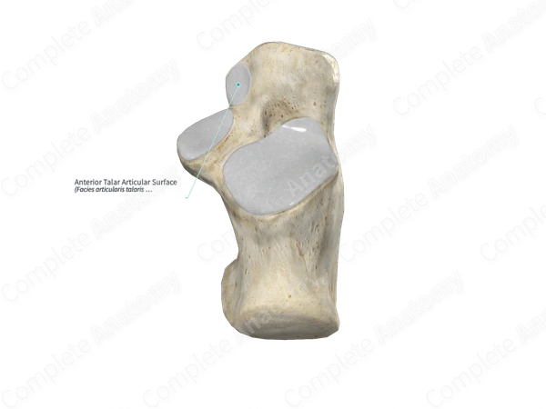 Anterior Talar Articular Surface 