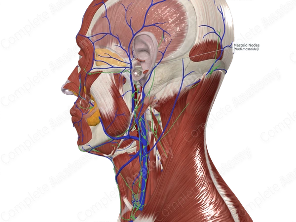 Mastoid Nodes 