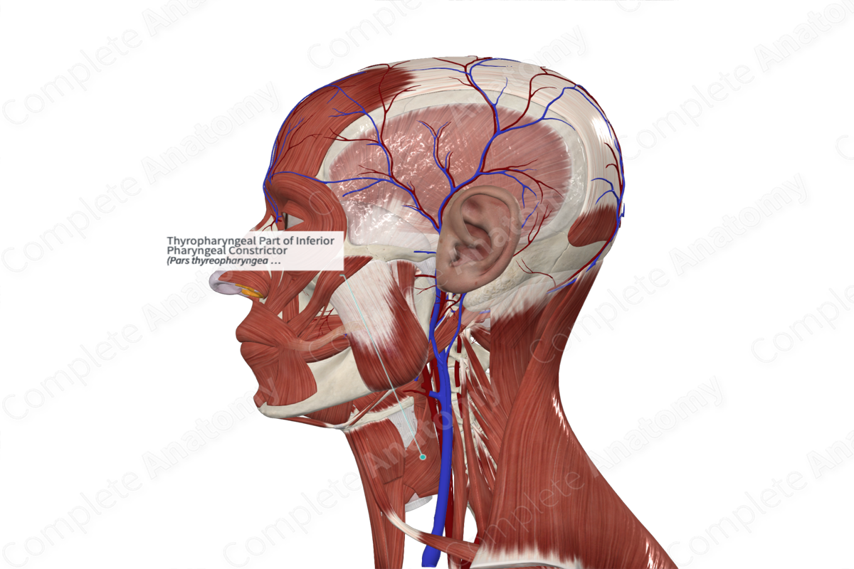 Thyropharyngeal Part of Inferior Pharyngeal Constrictor 