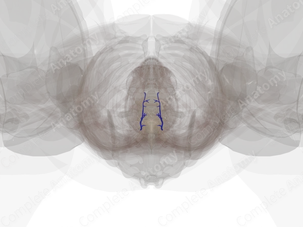 Veins of Vagina