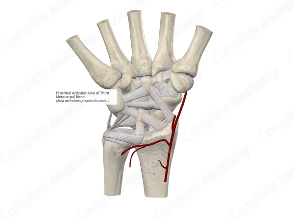 Proximal Articular Area of Third Metacarpal Bone