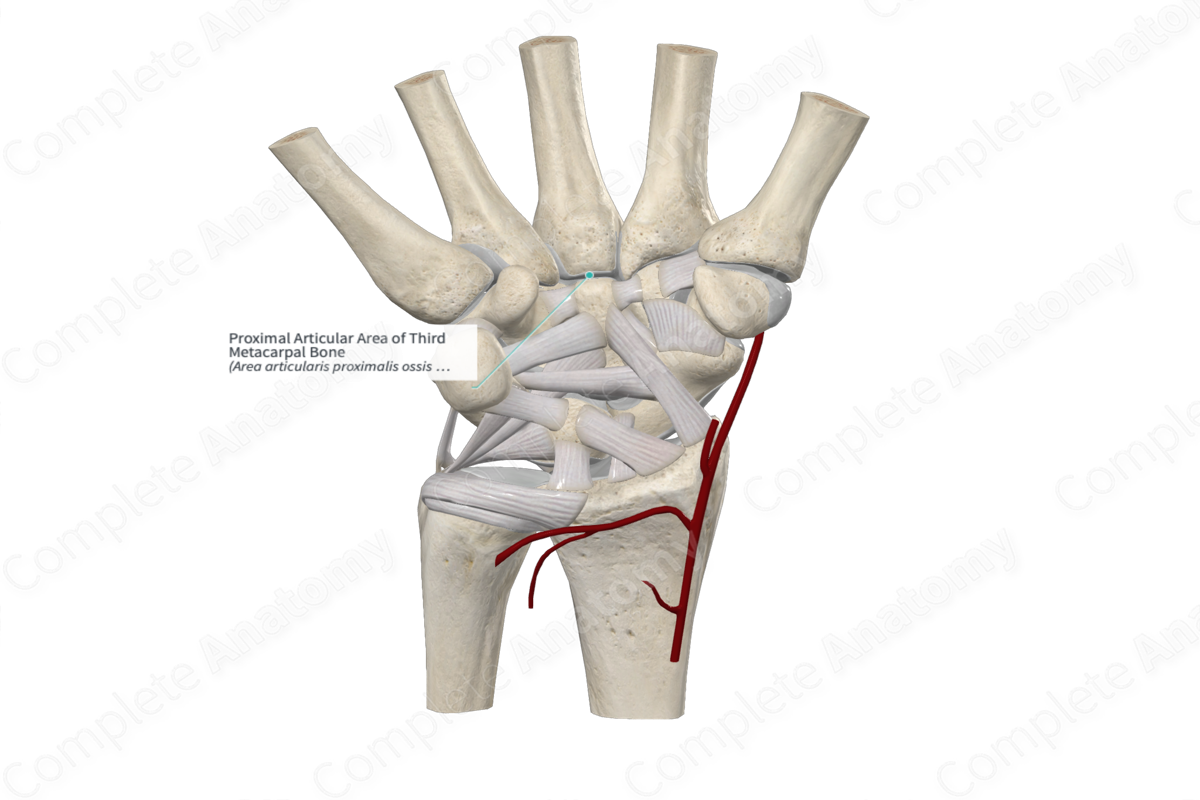 Proximal Articular Area of Third Metacarpal Bone 