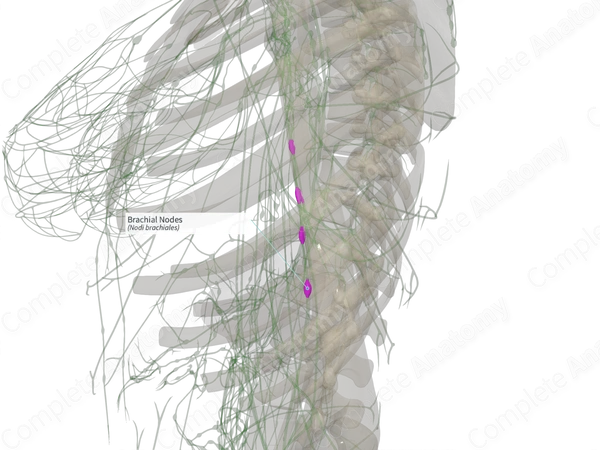 Brachial Nodes (Right)