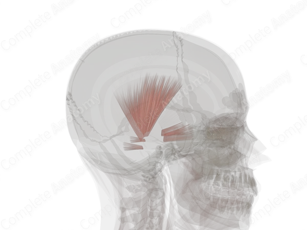 Extrinsic Auricular Muscles