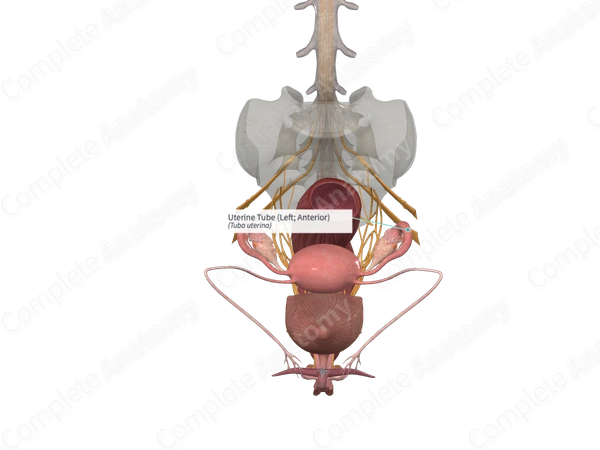 Uterine Tube (Left; Anterior)
