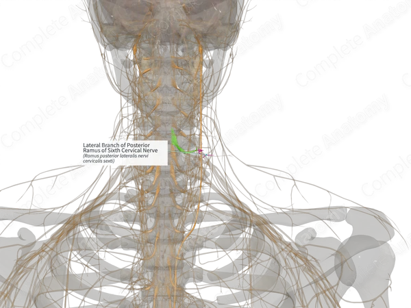 Lateral Branch of Posterior Ramus of Sixth Cervical Nerve (Left)