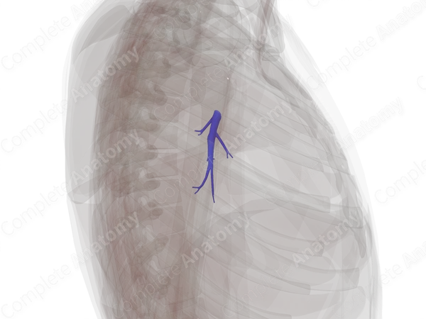 Pulmonary Arteries of Inferior Lobe of Right Lung