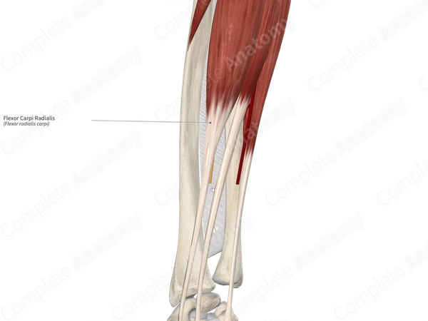 Flexor Carpi Radialis