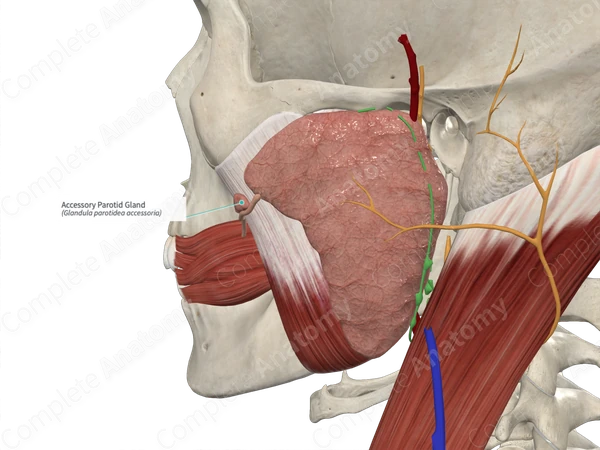 Accessory Parotid Gland 