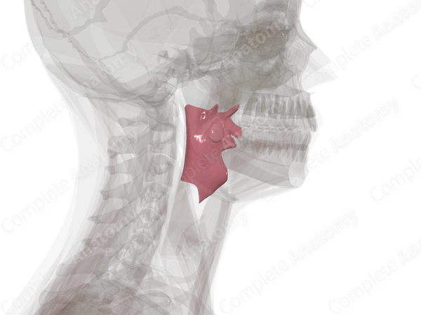 Oropharynx