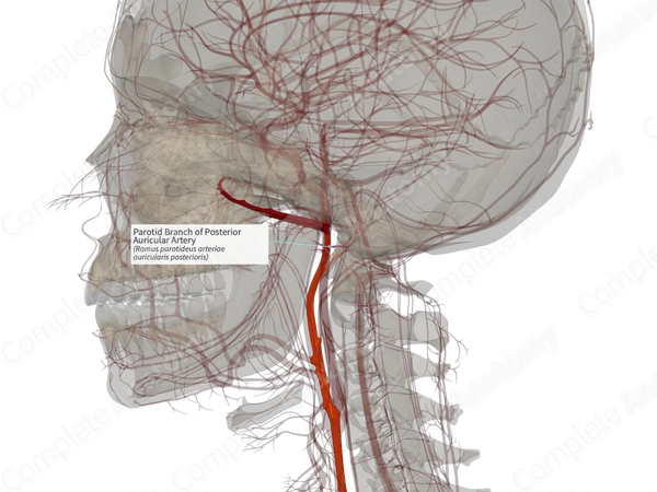 Parotid Branch of Posterior Auricular Artery (Left)