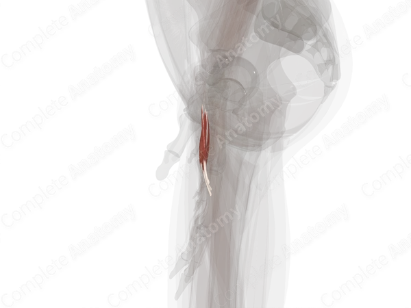 Lumbrical Muscles of Hand (Left)