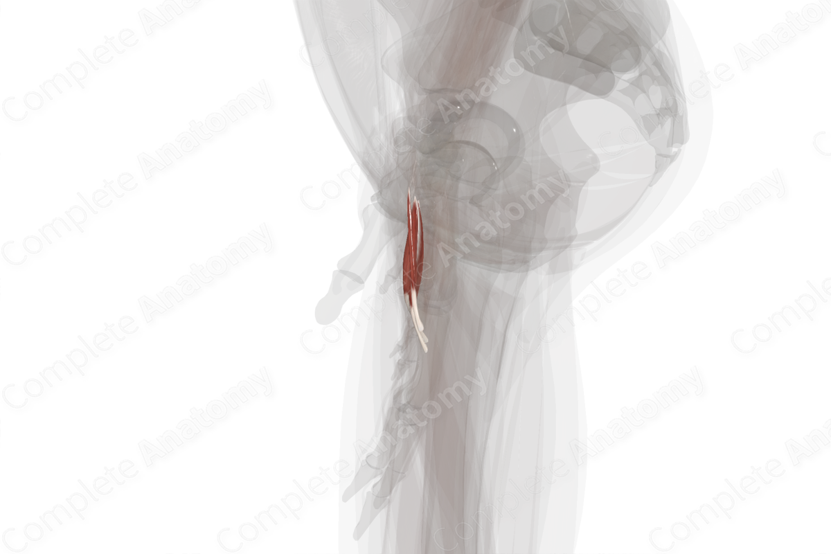 Lumbrical Muscles of Hand (Left)