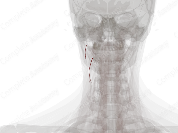 Sternocleidomastoid Branches of Occipital Artery (Left)