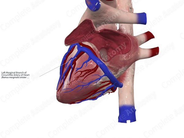 Left Marginal Branch of Circumflex Artery of Heart