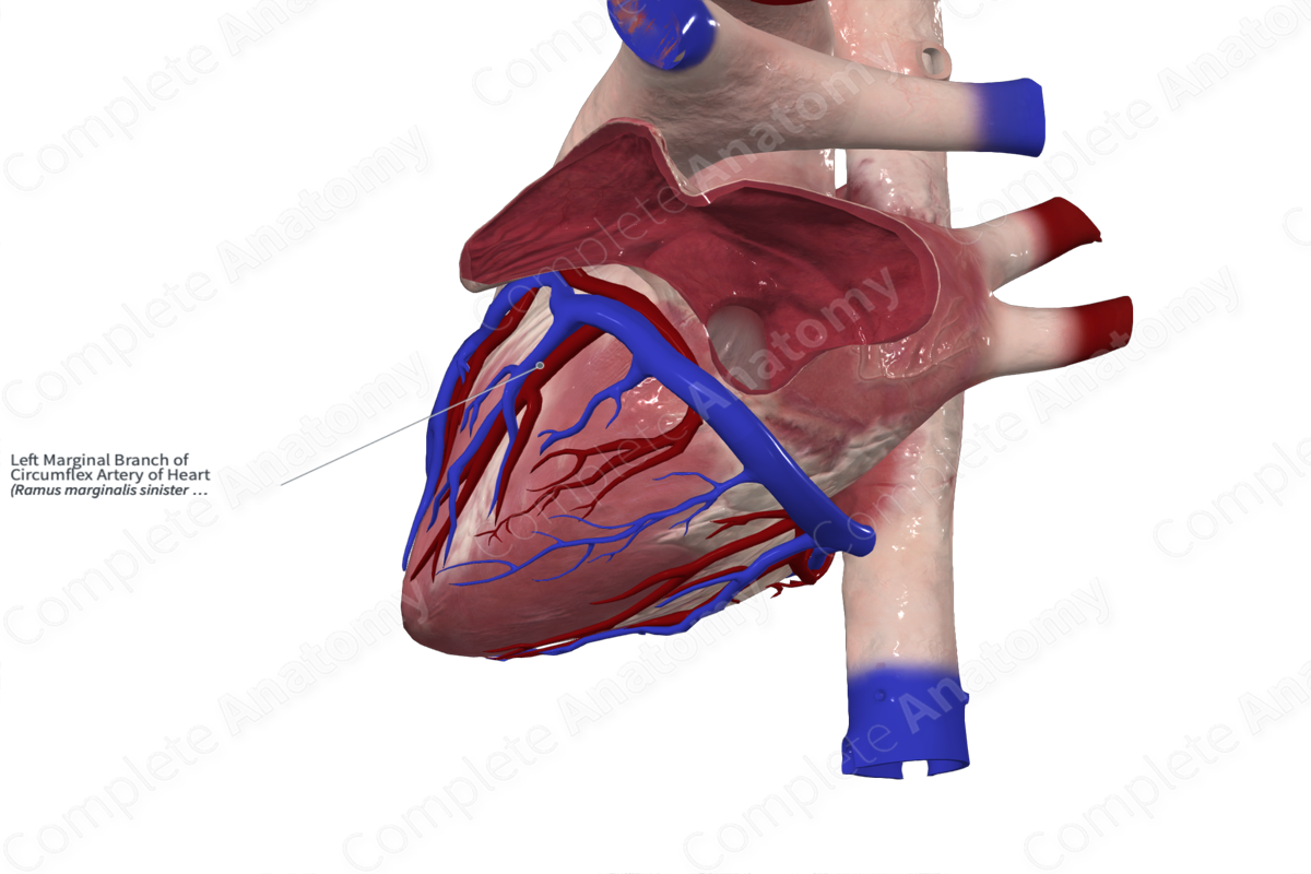 Left Marginal Branch of Circumflex Artery of Heart