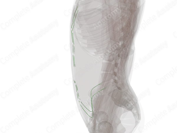 Deep Lymph Vessels of Abdominal Wall