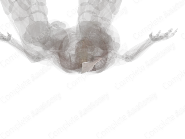 Thoracolumbar Fascia (Left)