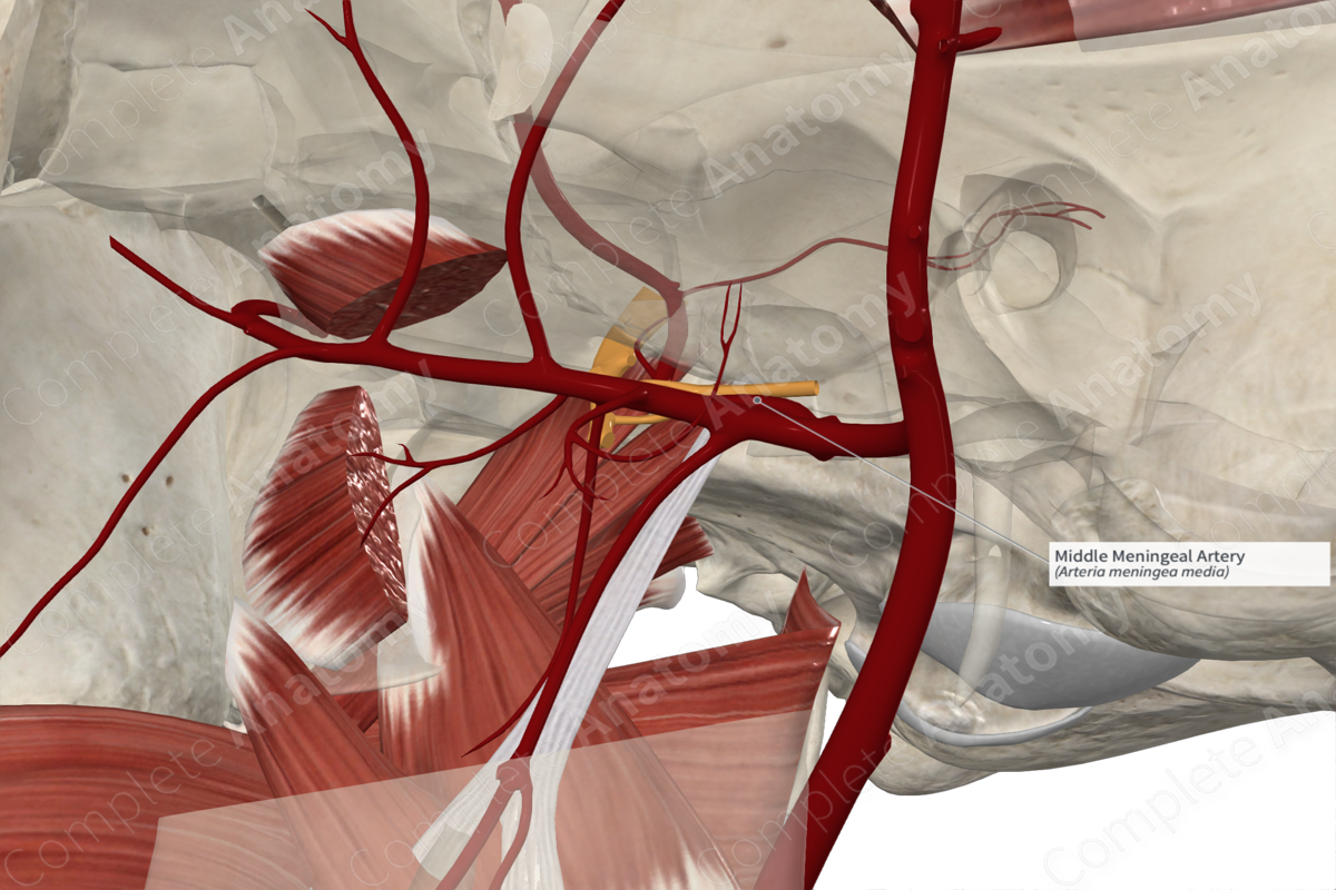 Middle Meningeal Artery 