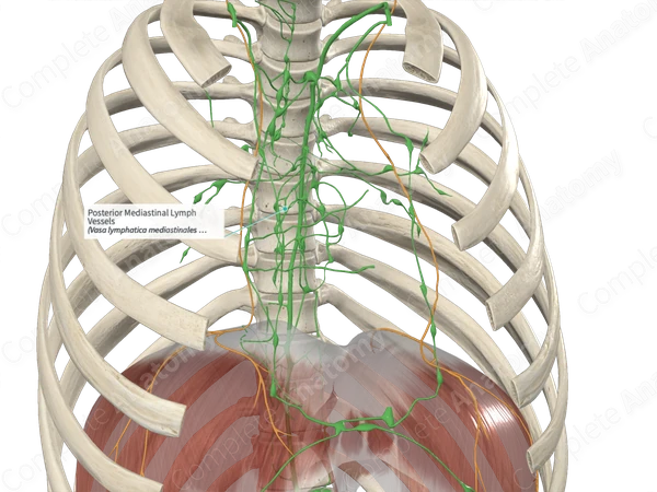 Posterior Mediastinal Lymph Vessels
