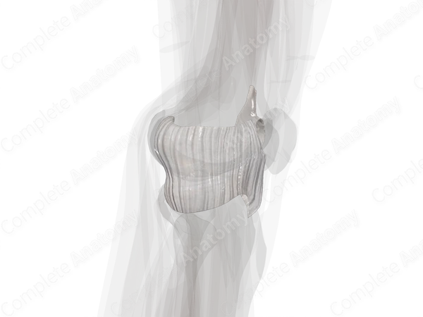 Articular Capsule of Knee Joint (Left)